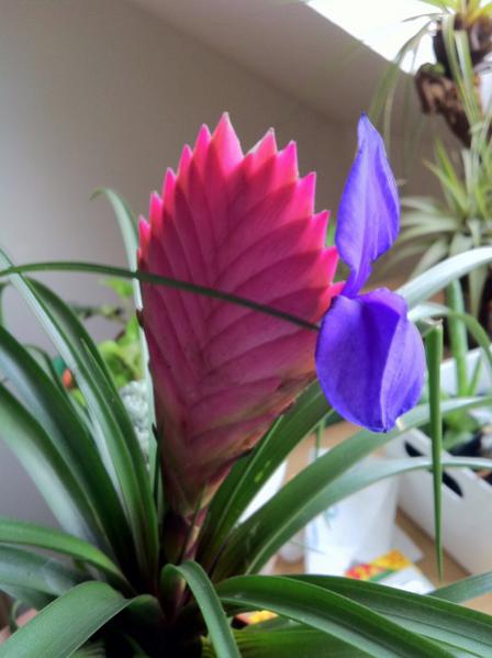 Name:  Tillandsia cyanea.jpg
Views: 5861
Size:  33.1 KB