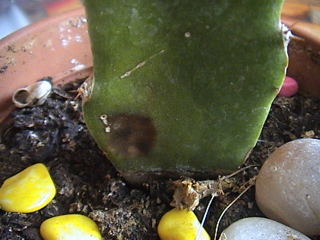 Name:  DSC00076.JPG
Views: 691
Size:  59.2 KB