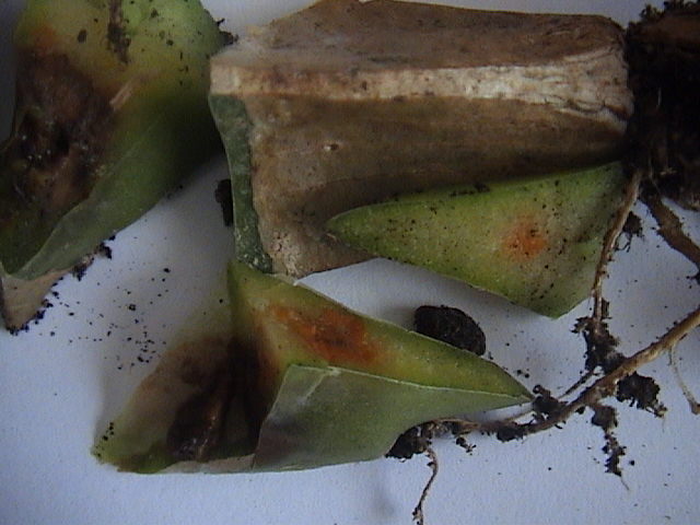 Name:  DSC00079.JPG
Views: 638
Size:  57.9 KB