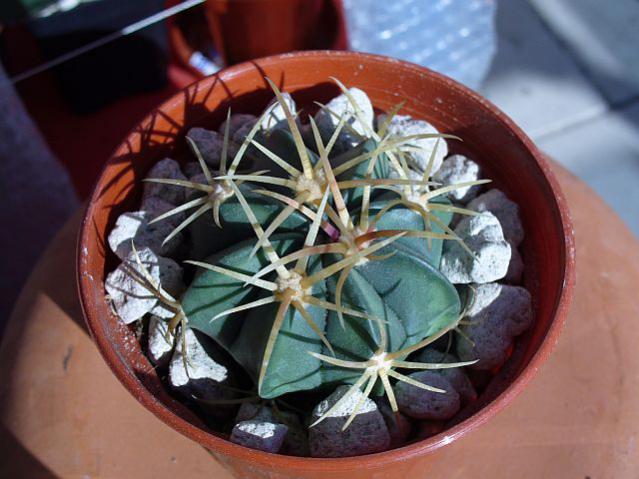 Name:  Ferocactus macrodiscus.jpg
Views: 1079
Size:  48.3 KB