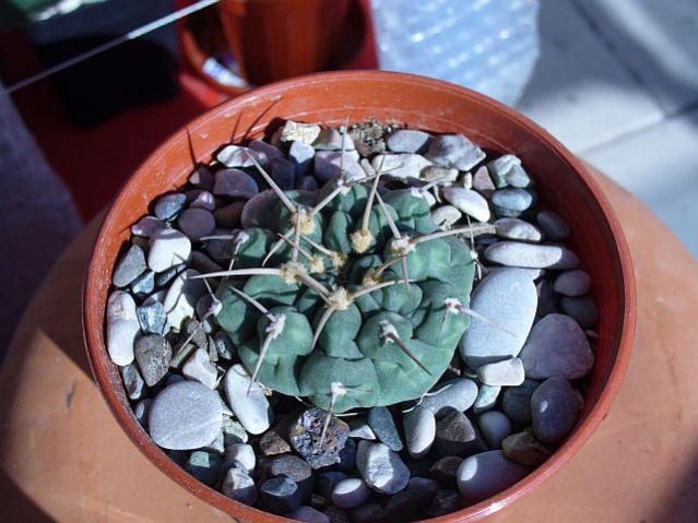 Name:  Gymnocalycium  monvillei.jpg
Views: 740
Size:  52.1 KB