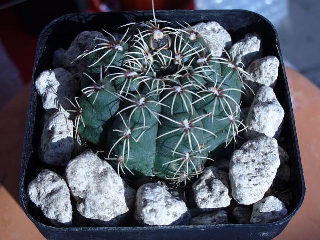 Name:  Gymnocalycium baldianum.jpg
Views: 1398
Size:  64.9 KB