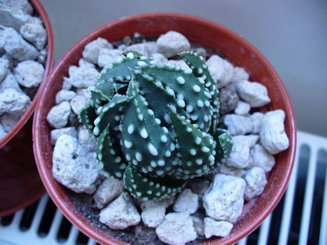 Name:  Haworthia attenuata.jpg
Views: 1134
Size:  50.7 KB