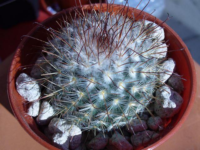 Name:  Mammillaria bombycina.jpg
Views: 1164
Size:  68.7 KB
