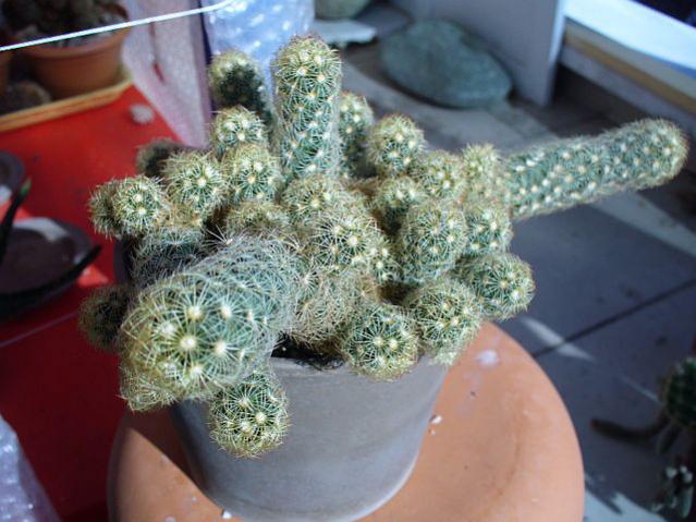 Name:  mammillaria elongata.jpg
Views: 1261
Size:  51.2 KB