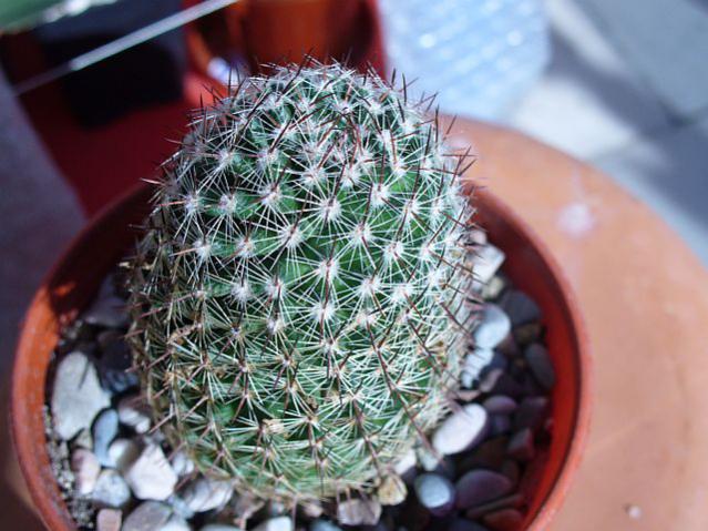 Name:  Mammillaria haageana1.jpg
Views: 1330
Size:  56.7 KB