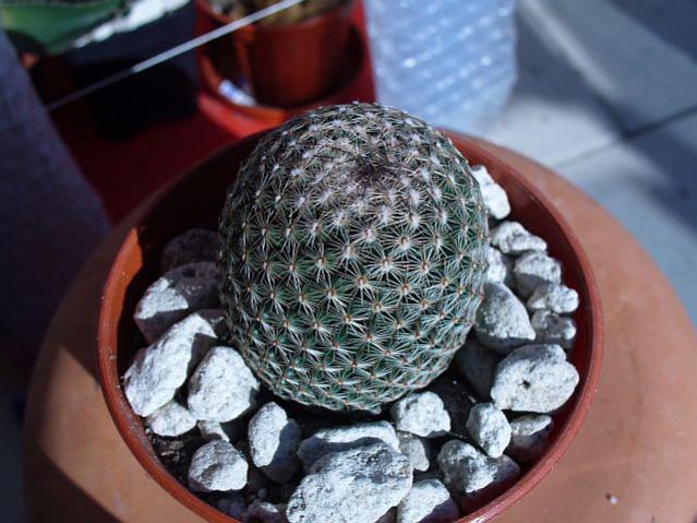 Name:  Mammillaria haageana2.jpg
Views: 1378
Size:  52.1 KB