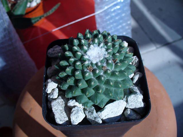Name:  Mammillaria hidalgensis.jpg
Views: 1374
Size:  42.1 KB