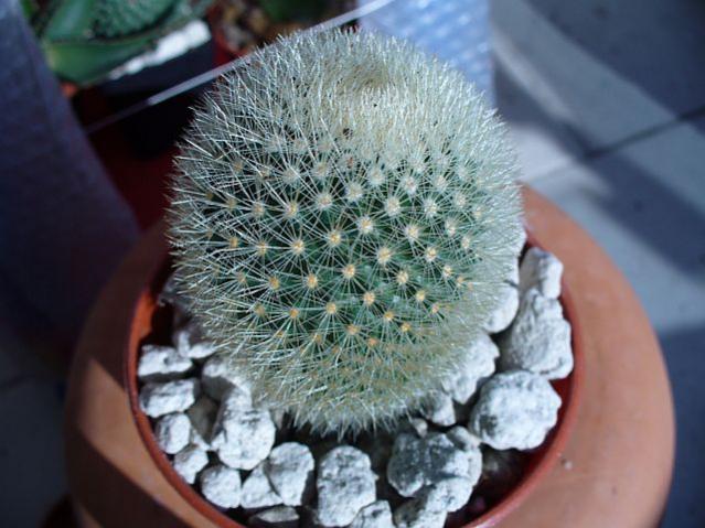 Name:  Notocactus leninghausii.jpg
Views: 1107
Size:  50.7 KB