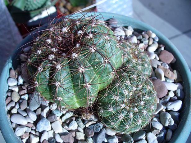 Name:  Notocactus ottonis.jpg
Views: 867
Size:  72.0 KB