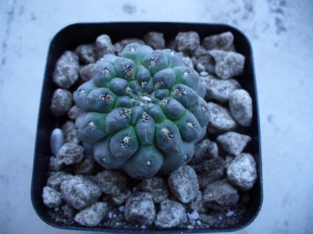 Name:  Sulcorebutia steinbachii.jpg
Views: 1100
Size:  42.9 KB