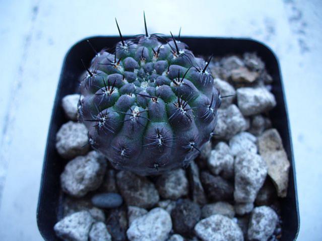 Name:  Sulcorebutia steinbachii 2.jpg
Views: 871
Size:  40.2 KB