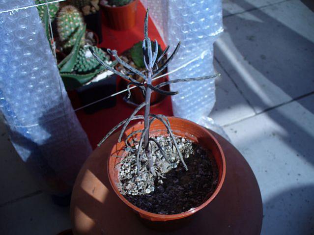 Name:  P1060427.jpg
Views: 881
Size:  43.6 KB