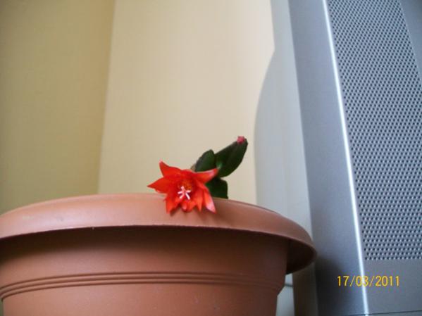 Name:  100_2372.jpg
Views: 749
Size:  25.5 KB