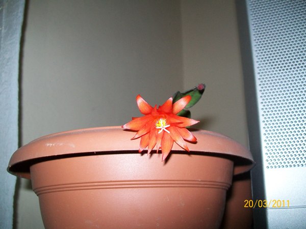 Name:  100_2382.JPG
Views: 755
Size:  61.1 KB
