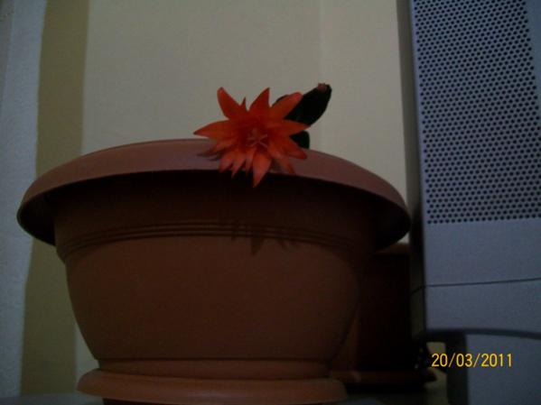 Name:  100_2384.jpg
Views: 769
Size:  21.7 KB