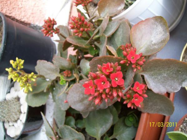 Name:  100_2378.jpg
Views: 749
Size:  42.4 KB