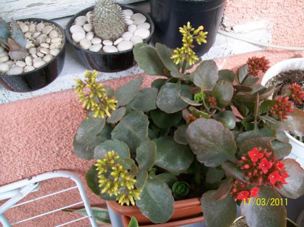 Name:  100_2379.jpg
Views: 735
Size:  53.8 KB