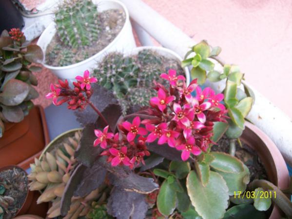 Name:  100_2380.jpg
Views: 758
Size:  42.6 KB