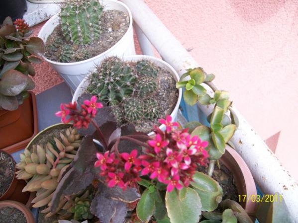 Name:  100_2381.jpg
Views: 743
Size:  46.5 KB