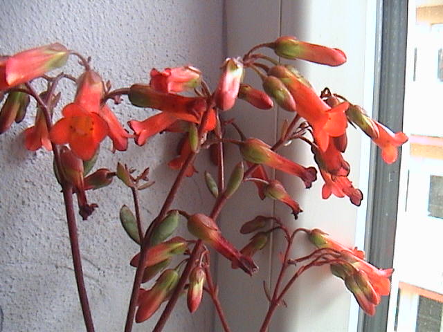 Name:  DSC00093.JPG
Views: 902
Size:  60.6 KB