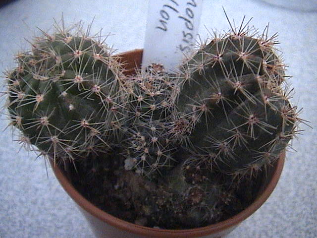 Name:  DSC00106.JPG
Views: 941
Size:  59.3 KB