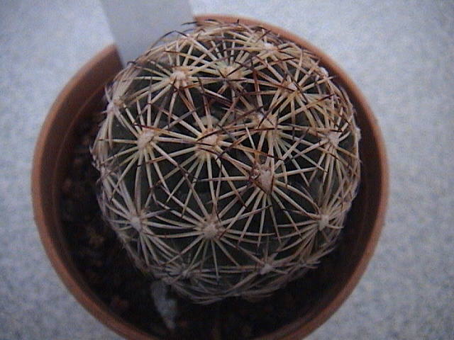 Name:  DSC00107.JPG
Views: 896
Size:  57.8 KB