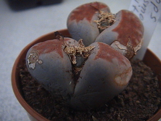 Name:  DSC00110.JPG
Views: 856
Size:  62.4 KB