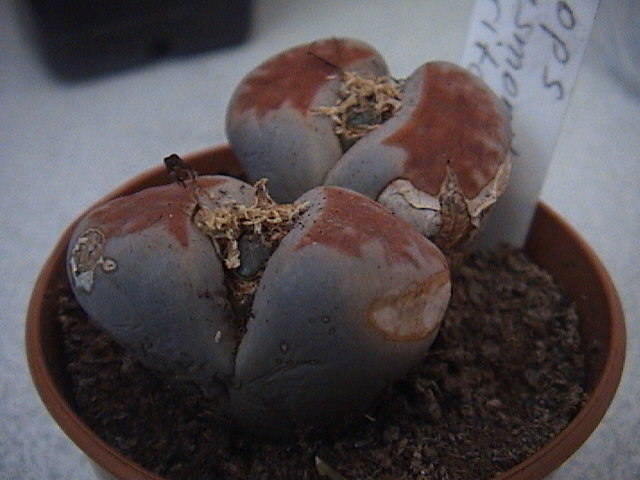 Name:  DSC00111.JPG
Views: 888
Size:  60.4 KB
