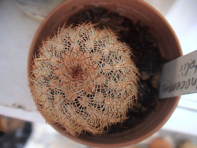Name:  DSC00126.JPG
Views: 850
Size:  62.2 KB