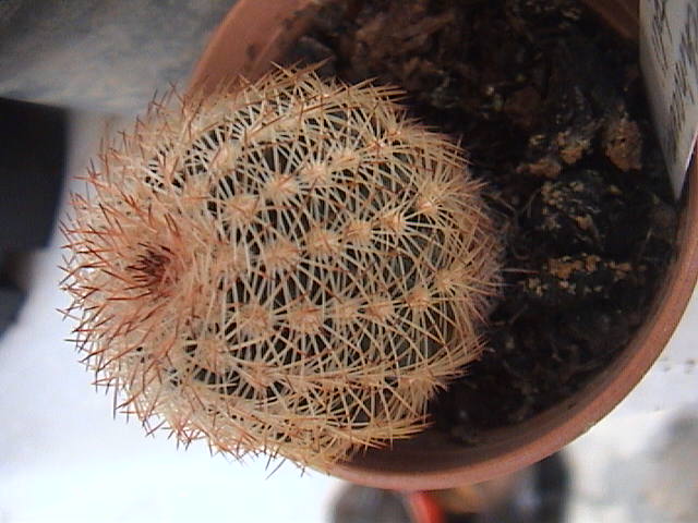 Name:  DSC00127.JPG
Views: 833
Size:  59.4 KB