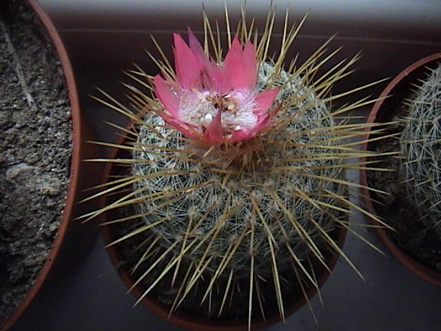 Name:  DSC00132.JPG
Views: 814
Size:  59.7 KB