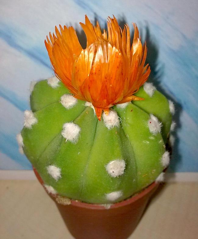 Name:  kaktus02.jpg
Views: 1463
Size:  53.0 KB