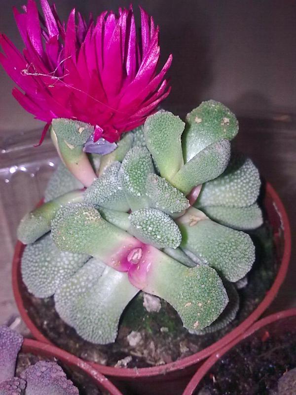Name:  kaktus04.jpg
Views: 1407
Size:  71.7 KB