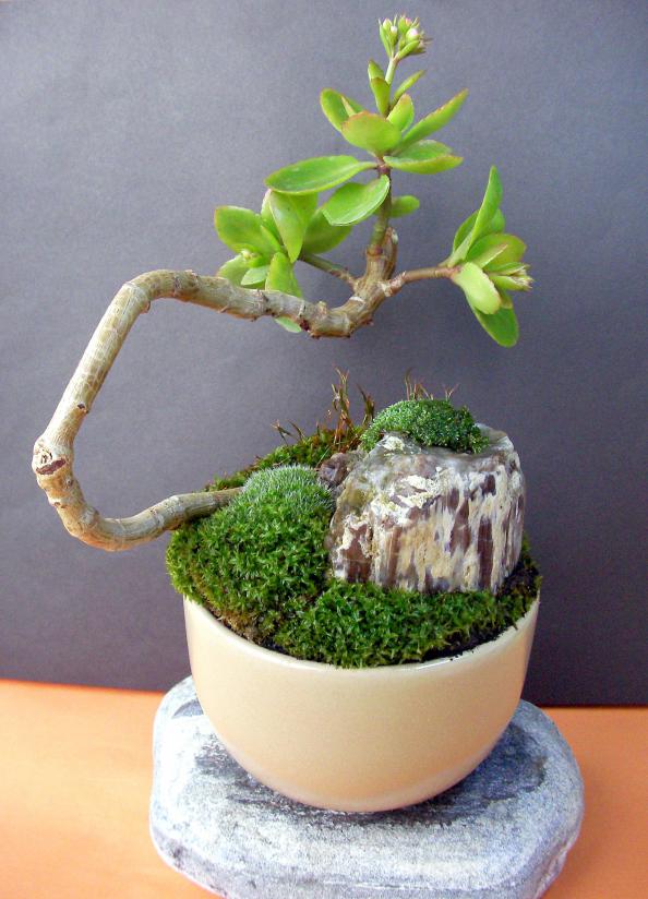 Name:  bonsai 02.jpg
Views: 1627
Size:  70.0 KB