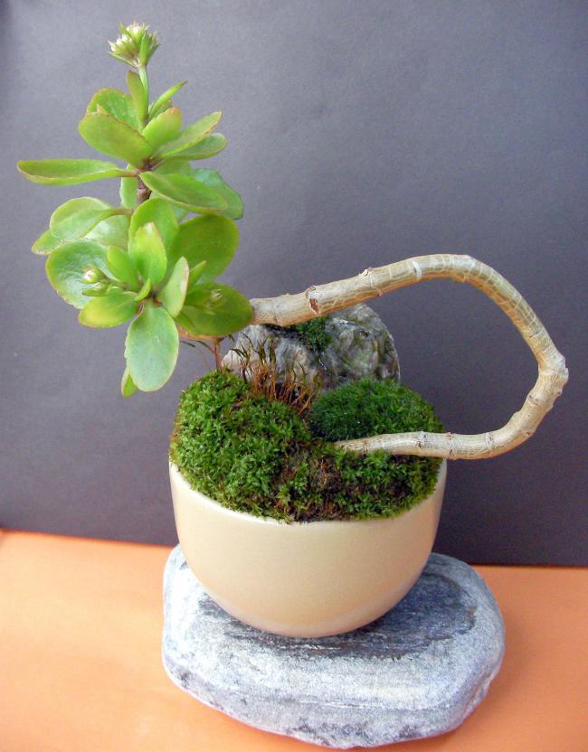 Name:  bonsai 04.jpg
Views: 1600
Size:  66.3 KB