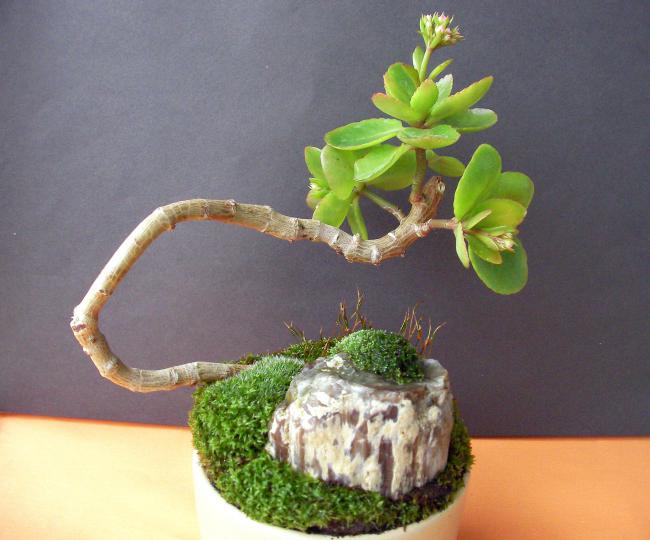 Name:  bonsai 05.jpg
Views: 1438
Size:  44.6 KB