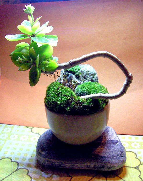 Name:  bonsai 06.jpg
Views: 1846
Size:  70.6 KB