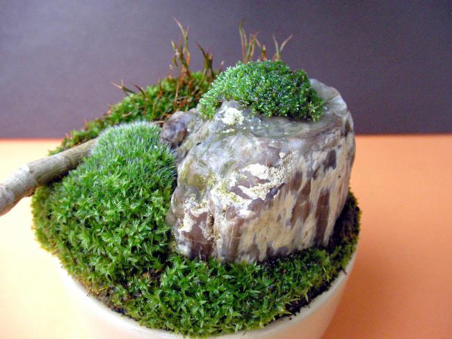 Name:  bonsai 07.jpg
Views: 1848
Size:  53.8 KB