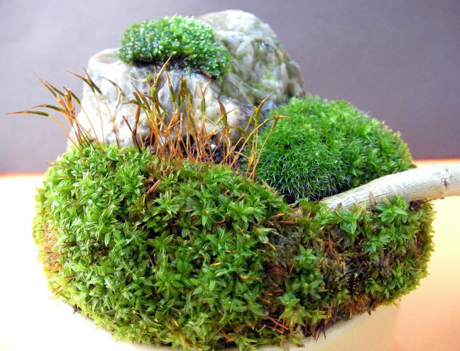 Name:  bonsai 08.jpg
Views: 1639
Size:  69.8 KB