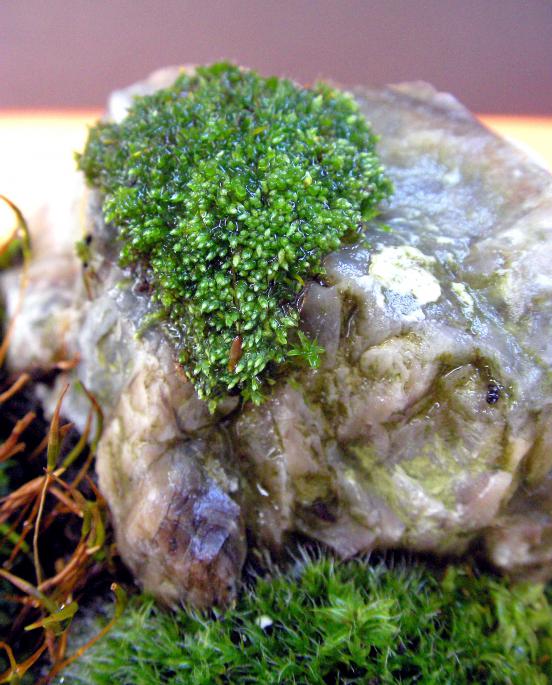Name:  bonsai 10.jpg
Views: 1548
Size:  73.0 KB