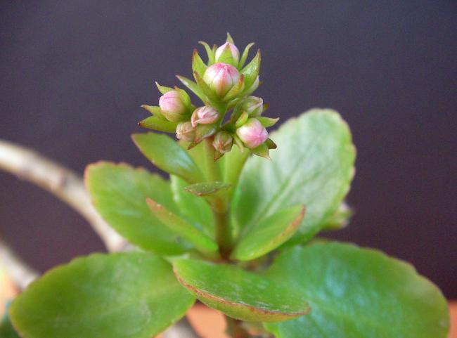 Name:  bonsai 11.jpg
Views: 1311
Size:  28.5 KB