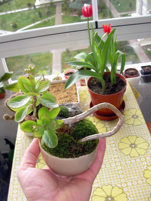 Name:  bonsai 12.jpg
Views: 1288
Size:  73.5 KB
