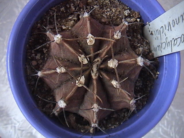 Name:  DSC00150.JPG
Views: 786
Size:  61.1 KB