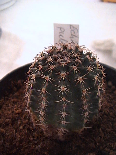 Name:  DSC00144.JPG
Views: 795
Size:  62.3 KB