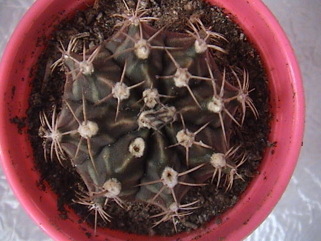 Name:  DSC00148.JPG
Views: 791
Size:  61.0 KB