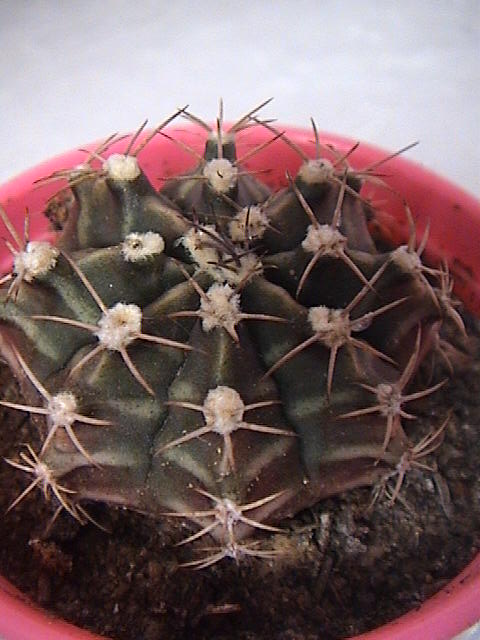 Name:  DSC00149.JPG
Views: 825
Size:  58.8 KB