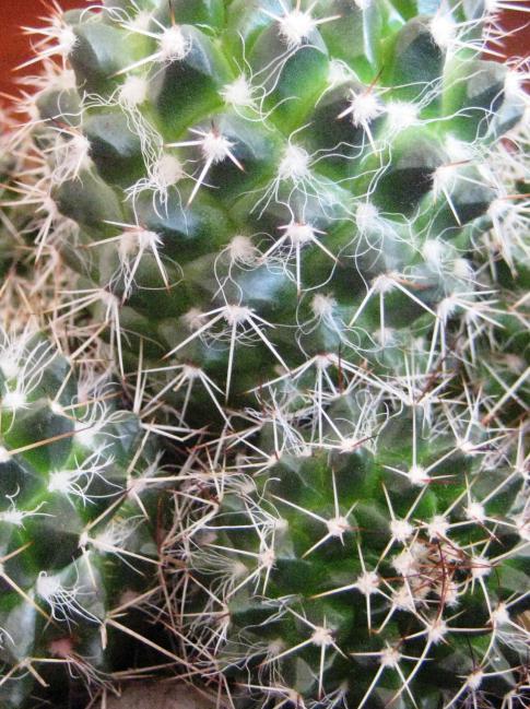 Name:  23 mart 2011 Mammillaria karwinskiana ssp beiselii.jpg
Views: 2289
Size:  78.5 KB