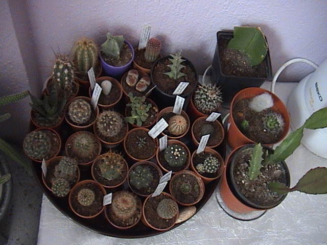 Name:  DSC00136.JPG
Views: 829
Size:  58.9 KB