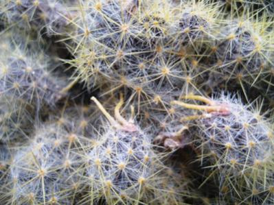 Name:  Mammillaria Prolifera 9 nisan 11 070.jpg
Views: 2264
Size:  31.1 KB